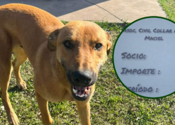 Maciel: Collar Azul suma socios, hará castraciones y busca familias para perritos sin hogar