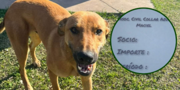 Maciel: Collar Azul suma socios, hará castraciones y busca familias para perritos sin hogar