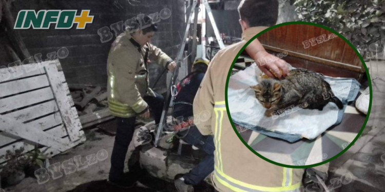 Bomberos rescataron a una gatita que cayó a un aljibe