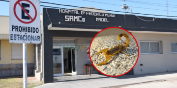 Un nene de Maciel fue picado por un alacrán y trasladado de urgencia: se recupera favorablemente
