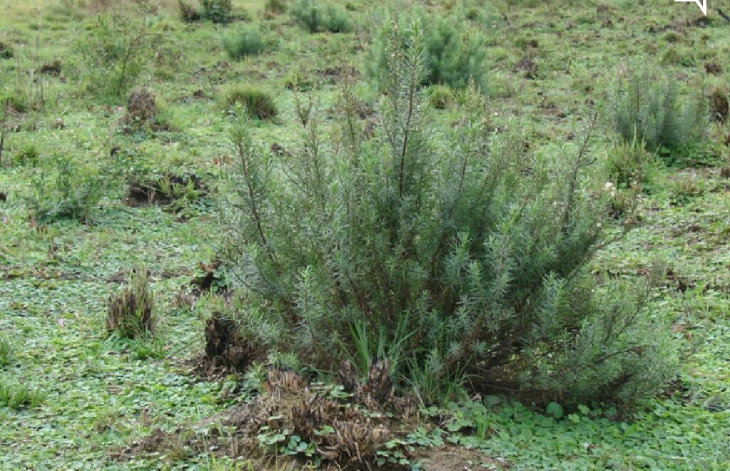 Mio mio (Baccharis coridifolia)