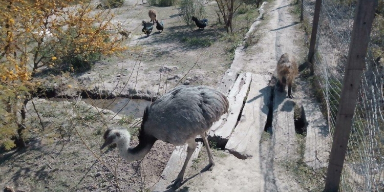 Secuestraron animales silvestres en la región: había un puma, un aguará guazú, entre otros