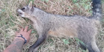Atropellaron a un Aguará Popé camino a Puerto Aragón