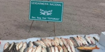 De Gaboto a Totoras: trasladaban pescados en el baúl y se los decomisó Gendarmería