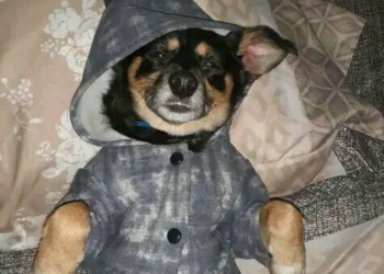 Atropelló y mató a una perrita en Totoras y se dio a la fuga: «Era nuestra familia»