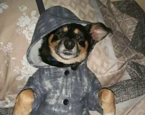 Atropelló y mató a una perrita en Totoras y se dio a la fuga: «Era nuestra familia»