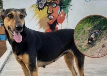 Buscaban a una perrita en Gaboto y apareció muerta: sospechan que fue envenenada