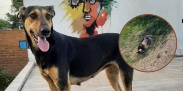 Buscaban a una perrita en Gaboto y apareció muerta: sospechan que fue envenenada