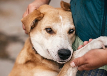 Realizarán en Maciel un censo de animales
