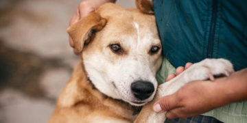 Realizarán en Maciel un censo de animales