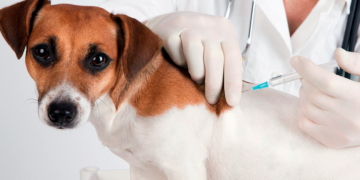 Maciel tendrá tres días de vacunación antirrábica