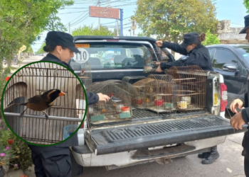 Secuestraron más de 70 aves autóctonas, jaulas y tramperas en Arocena y Coronda