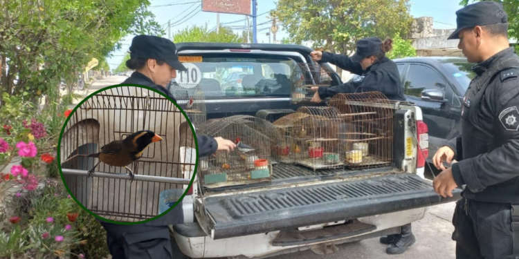 Secuestraron más de 70 aves autóctonas, jaulas y tramperas en Arocena y Coronda
