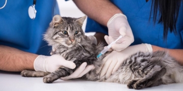 San Genaro comenzará la nueva campaña de vacunación antirrábica gratuita