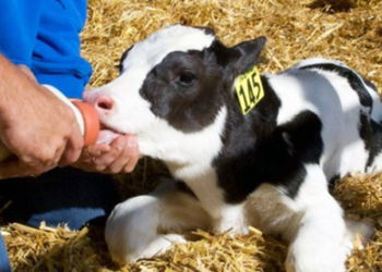 Brindarán en Totoras un curso de capacitación en crianza de terneros