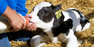 Brindarán en Totoras un curso de capacitación en crianza de terneros