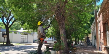 Totoras: realizaron podas en 40 cuadras para mejorar la seguridad