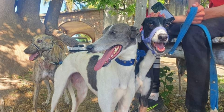 Más de 60 galgos rescatados y 150 personas detenidas por carreras ilegales