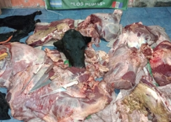Cayeron dos cuatreros de la región y les decomisaron 500 kilos de carne