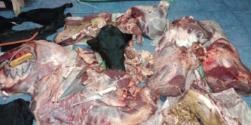 Cayeron dos cuatreros de la región y les decomisaron 500 kilos de carne