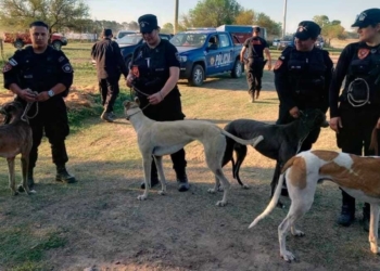 Polémica: devolvieron los galgos a sus dueños tras la carrera ilegal en la región