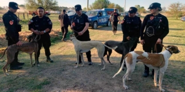 Polémica: devolvieron los galgos a sus dueños tras la carrera ilegal en la región