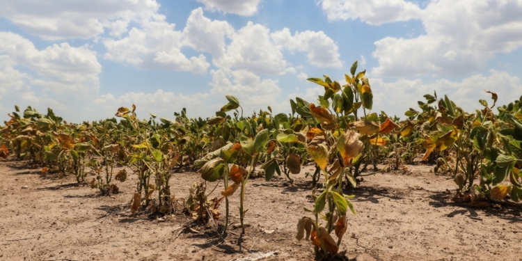 Santa Fe decretó la emergencia agropecuaria en toda la provincia por la sequía