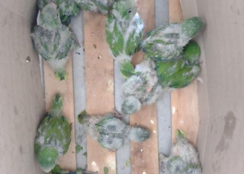 Fue detenido por comercializar aves autóctonas: las llevaba en bicicleta dentro de una caja