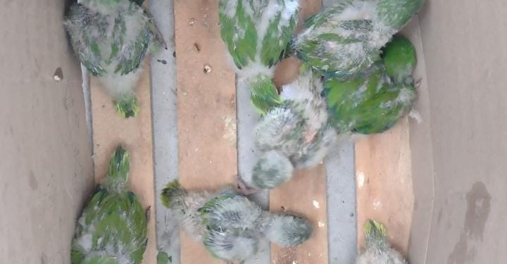 Fue detenido por comercializar aves autóctonas: las llevaba en bicicleta dentro de una caja