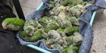 Secuestraron 50 pichones de loros de un auto sobre autopista