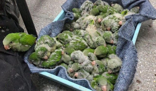 Secuestraron 50 pichones de loros de un auto sobre autopista