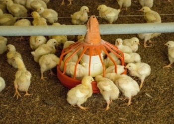 Entregarán gallinas ponedoras en Barrancas bajo el programa ProHuerta Granja