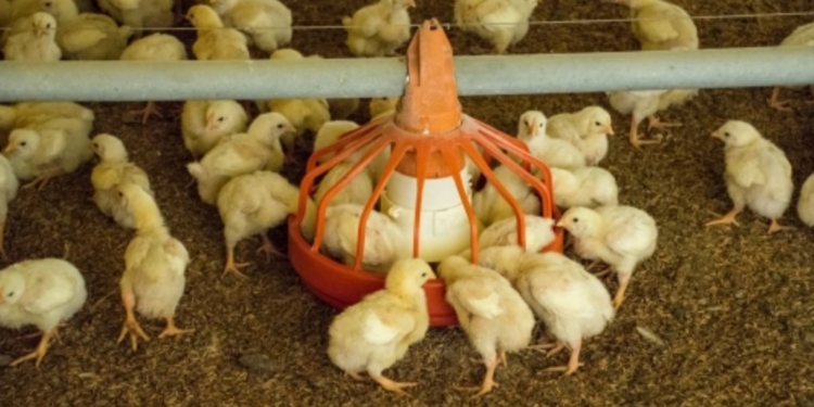Entregarán gallinas ponedoras en Barrancas bajo el programa ProHuerta Granja