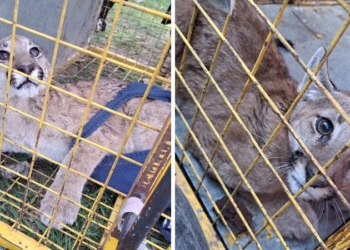 Apareció un puma cachorro en Gaboto y fue puesto a resguardo