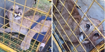 Apareció un puma cachorro en Gaboto y fue puesto a resguardo