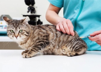 Campaña de vacunación antirrábica: San Genaro firmó un convenio con veterinarios