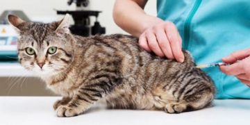 Campaña de vacunación antirrábica: San Genaro firmó un convenio con veterinarios