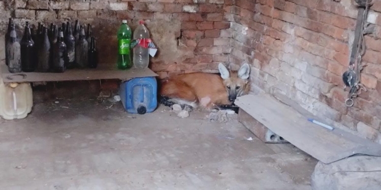 Rescataron a un aguará guazú que fue encontrado en un galpón 