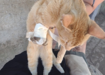Encontraron una gatita en Maciel con una patita mutilada