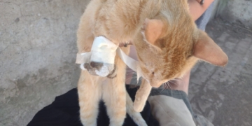 Encontraron una gatita en Maciel con una patita mutilada