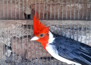 Lo atraparon en Ruta 11 con 120 aves silvestres y fue condenado a prisión condicional