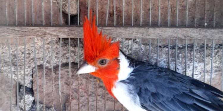 Lo atraparon en Ruta 11 con 120 aves silvestres y fue condenado a prisión condicional