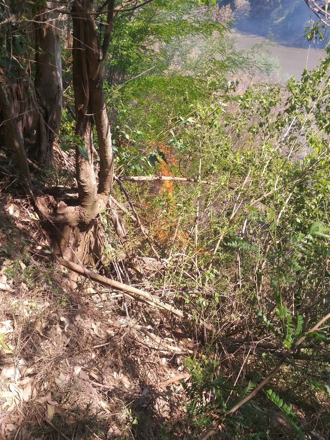 Prendieron fuego en el circuito de Andino y debieron intervenir los bomberos