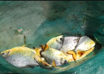 “Sembrarán” 300 pacús en el Río Coronda para que se reproduzca la especie