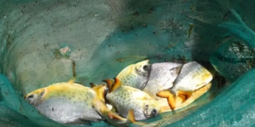 «Sembrarán» 300 pacús en el Río Coronda para que se reproduzca la especie