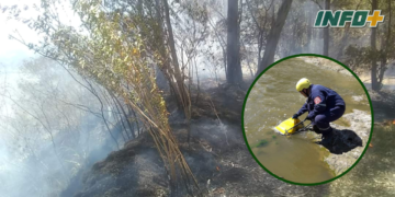 Prendieron fuego en el circuito de Andino y debieron intervenir los bomberos