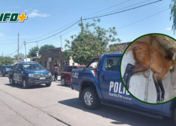 Rescataron a otro aguará guazú: estaba dentro de una vivienda de Coronda