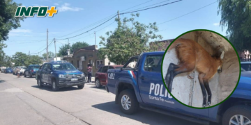Rescataron a otro aguará guazú: estaba dentro de una vivienda de Coronda