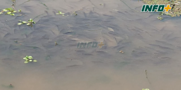 Mueren miles de peces debido a la bajante del río entre Monje y Barrancas