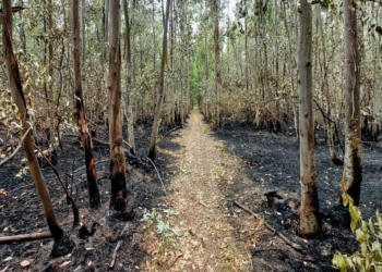 El fuego arrasó con más de 100 hectáreas del circuito de Andino: ya está controlado